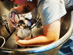 -PETKIT小佩宠物·低压洗护(国顺东路店)