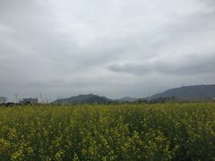 -光明小镇欢乐田园
