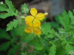 -碓臼峪自然风景区