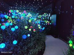 -大塘金香草谷