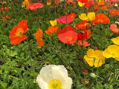 -重庆市江北嘴中央商务区中央公园