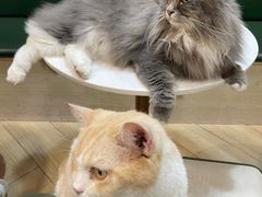 -安格丽娜·狗咖·猫咖羊驼咖(春熙路百盛商场店)