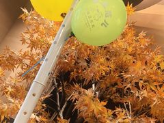 -东北范·金牌肘子·杀猪菜(美乐城店)