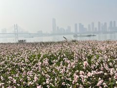 -武昌江滩