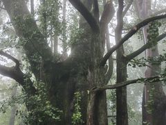 -西湖风景区十里琅珰-五云山