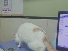 -半岛宠物医院24小时(白果林店)