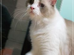 -Bastet sally猫舍购宠(静安店)