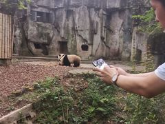 -中国大熊猫保护研究中心雅安碧峰峡基地