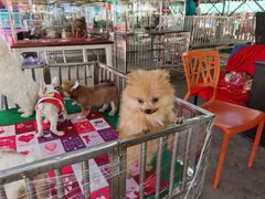 -中环花鸟鱼虫市场