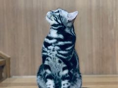 -藦茜花园宠物主题亲子互动体验馆(国顺东路店)