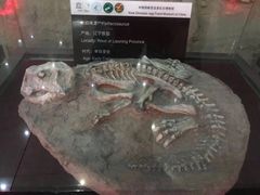 -中国西峡恐龙遗迹园