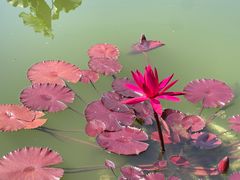 -国家植物园南园