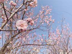 -蜀冈西峰生态公园