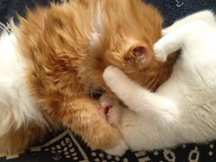 -平行世界·猫咖(首经贸店)