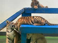 -北京野生动物园