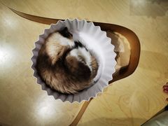 -more than meow吴止猫主题餐厅(承德 中船汇店)