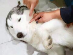 -Husky Go! 哈士奇体验馆·宠物咖啡厅狗咖