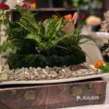 花禾牛0元探
