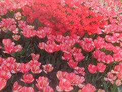 -石家庄市植物园
