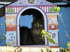 -青藏高原野生动物园