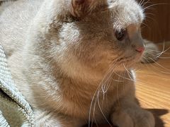 -有猫主题·治愈系猫咖(曾厝垵店)