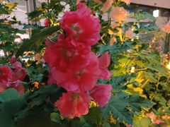 -凤凰湘语·湘粤鲜融(浦东旗舰店)