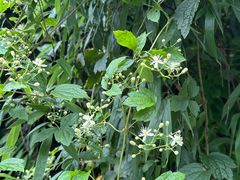 -东天目山风景区