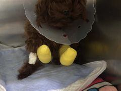 -伟伟宠物医院·CT影像中心·瑞派犬猫综合性门诊(汉口总院)