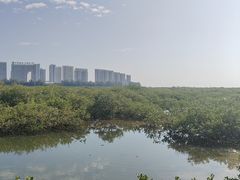 -北海金海湾红树林生态旅游区