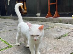 -法云安缦酒店