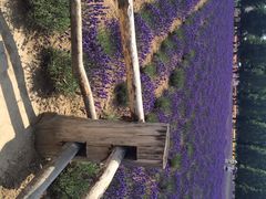 iphone_upload_pic-富田农场