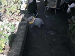 -喵屿·大理花园猫咖