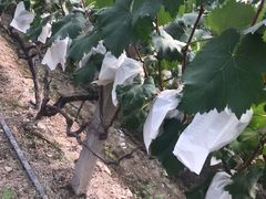 -马陆小张葡萄园农家乐