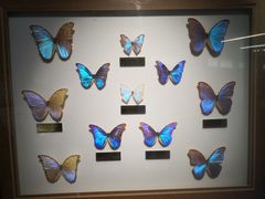 -上海昆虫博物馆