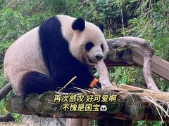 -广州长隆野生动物世界