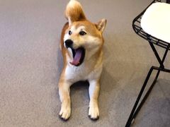 -喜柴咖啡·柴犬狗咖