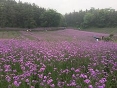 -大塘金香草谷
