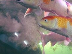 -泉州海丝野生动物世界