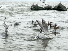 -深圳湾公园(南山区)