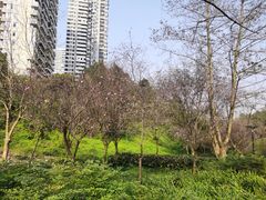 -重庆彩云湖湿地公园