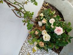 -喵屿·大理花园猫咖