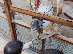 -北京鹿世界主题园