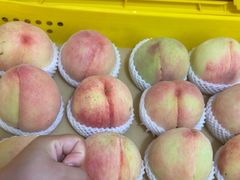 -老袁家蜜桃农场·阳山水蜜桃