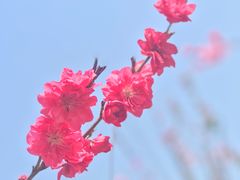 -北平味道.京味菜.烤鸭(梨园店)
