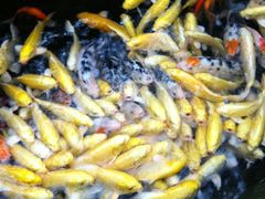 水边一站就凑过来的鱼 壮观-绿色时代大酒店