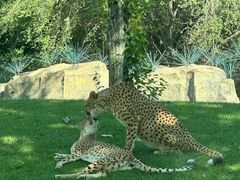 -北京野生动物园