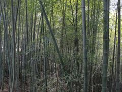 -十里琅珰