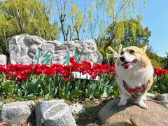 -上海鲜花港