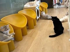 -有喵·猫咖·狗咖·30几只猫10只小狗(岗厦店)