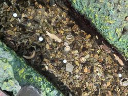 -钓虾工场·钓虾·赶海(回龙观店)